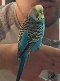 Lost Budgerigar