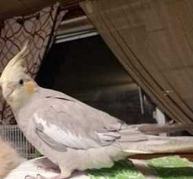 Lost Cockatiel