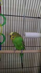 Lost Parakeet