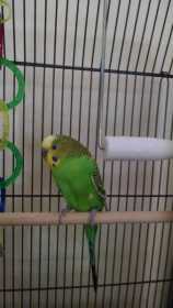 Lost Parakeet