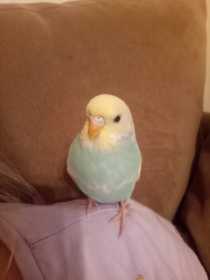 Lost Budgerigar