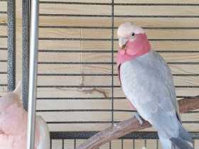 Lost Galah Cockatoo