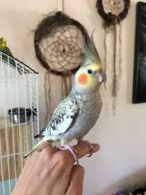 Lost Cockatiel