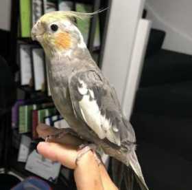 Lost Cockatiel