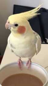 Lost Cockatiel