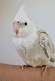 Lost Cockatiel