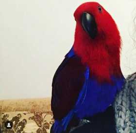 Lost Eclectus