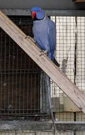 Lost Indian Ringneck Parakeet