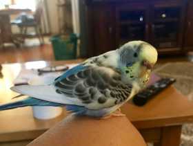Lost Parakeet