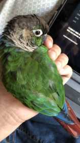 Lost Conure