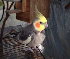 Lost Cockatiel