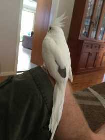 Lost Cockatiel