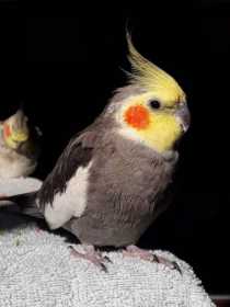 Lost Cockatiel