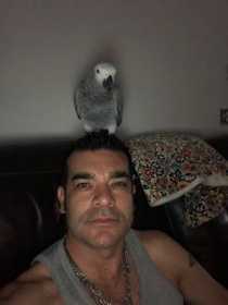 Lost African Grey