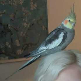 Lost Cockatiel