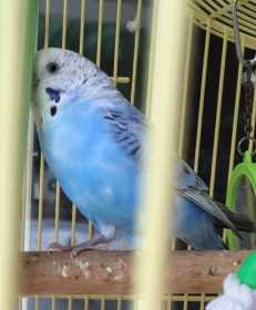 Lost Budgerigar