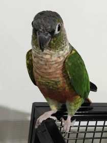 Lost Conure