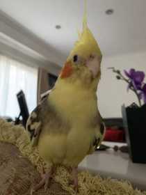 Lost Cockatiel