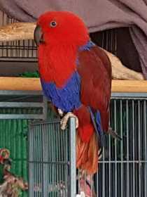 Lost Eclectus