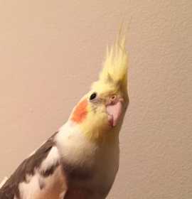 Lost Cockatiel