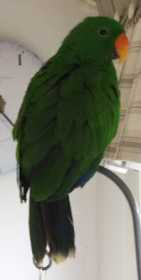 Lost Eclectus