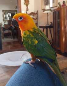 Lost Conure