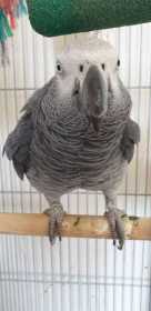 Lost African Grey