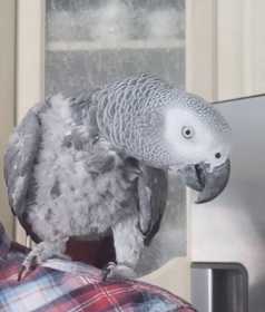 Lost African Grey