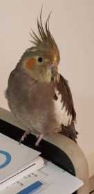 Lost Cockatiel