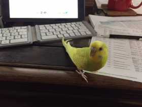 Lost Parakeet