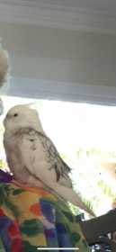 Lost Cockatiel