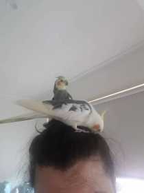 Lost Cockatiel