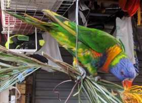 Lost Lory / Lorikeet