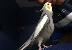 Lost Cockatiel