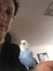 Lost Budgerigar