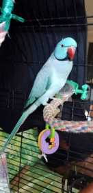 Lost Indian Ringneck Parakeet