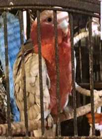 Lost Galah Cockatoo