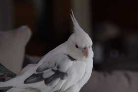 Lost Cockatiel