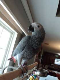 Lost African Grey