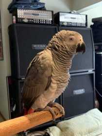 Lost African Grey