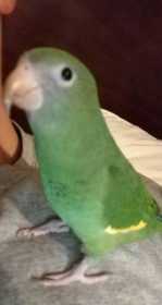 Lost Conure