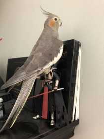 Lost Cockatiel