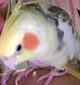 Lost Cockatiel
