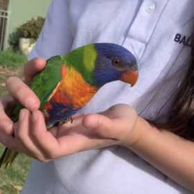 Lost Lory / Lorikeet