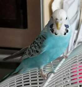 Lost Budgerigar