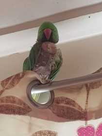 Lost Indian Ringneck Parakeet