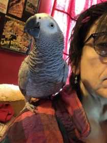 Lost African Grey