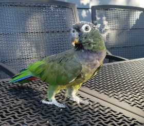 Lost Pionus