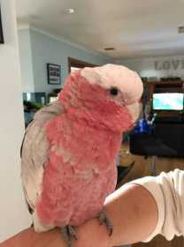 Lost Galah Cockatoo