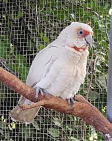 Lost Corella Cockatoo